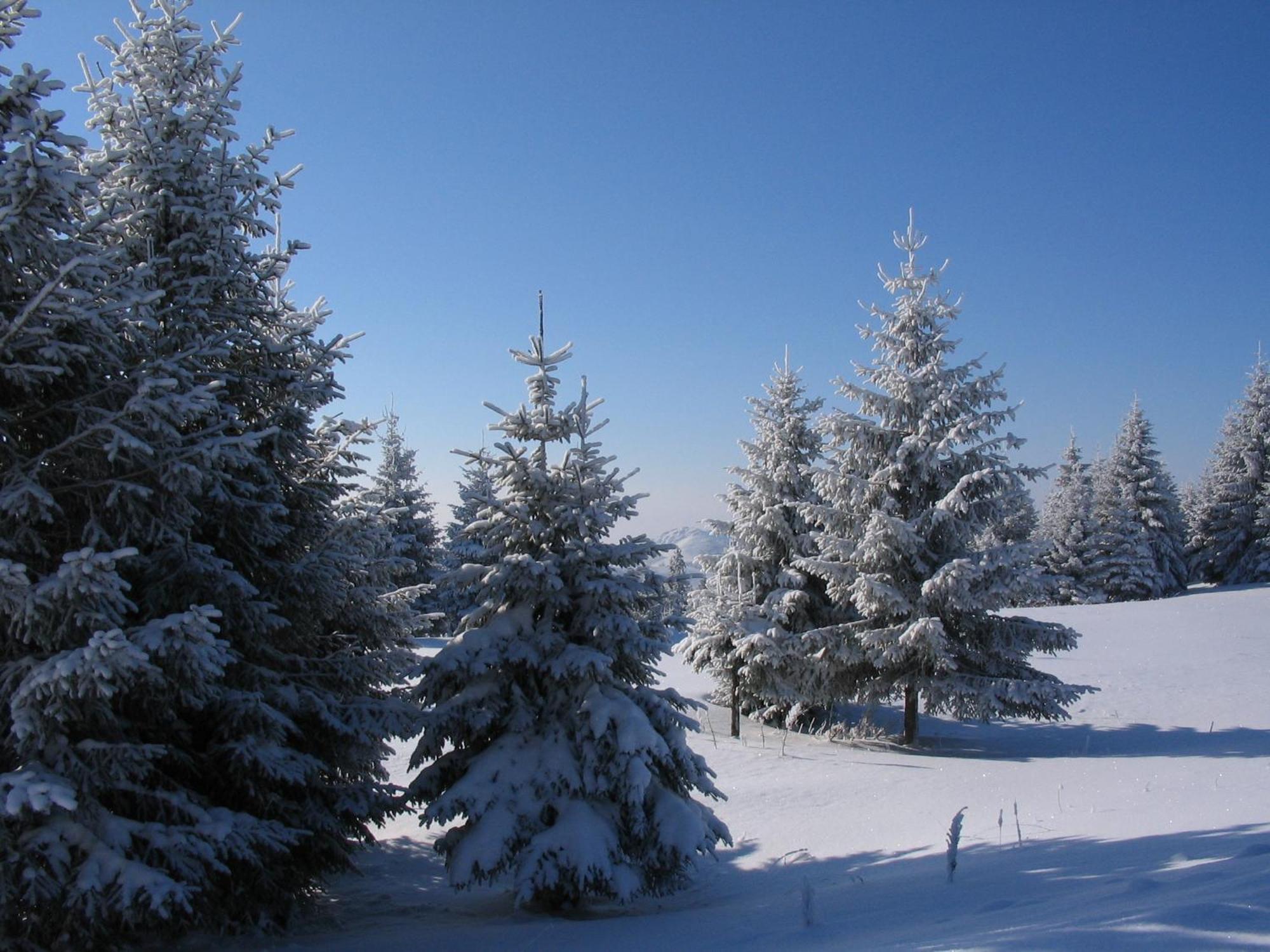 Villa Kostic Kopaonik Bagian luar foto